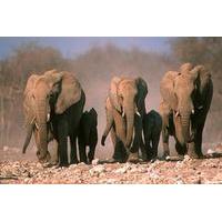 3-Day Etosha Tour from Windhoek