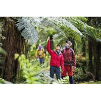 3-Day Hollyford Track Guided Walk with Scenic Helicopter Flight