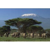 3-Day Amboseli National Park Experience from Nairobi