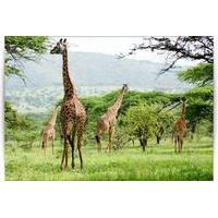 3 Days and 2 Nights Budget Camping Safari: Lake Manyara, Ngorongoro Crater and Tarangire