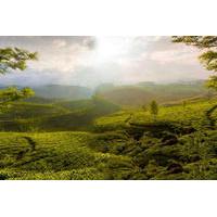 3-Day Private Tour of Tea Valley and Munnar Hill Station from Kochi