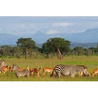 3-Day Safari in Mikumi National Park