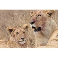 3-Day Safari to Ngorongoro Crater Tarangire and Lake Manyara National Park