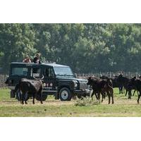 3 Hour Camargue 4x4 Safari from ...