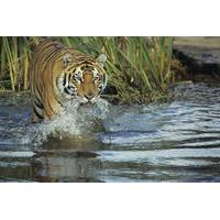 3-Night Chitwan National Park Safari from Kathmandu