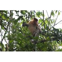 3-Hour Small Group River Safari and Brunei Proboscis Monkey Tour