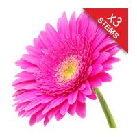 3 Classic CERISE Pink Gerberas
