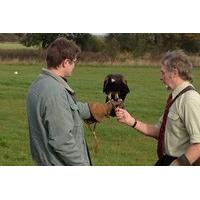 3 Hour Birds of Prey Day - Special Offer