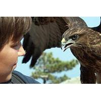 3 Hour Falconry Experience