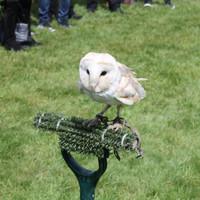 3 hour falconry experience grays