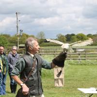 3 hour falconry experience bedford