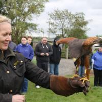 3 hour falconry experience buxton