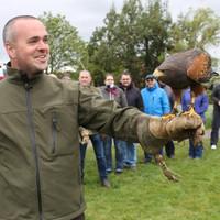 3 hour falconry experience oxford