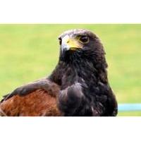 3 Hour Birds of Prey Day Special Offer