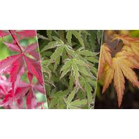 3 x Japanese Maple Acer Trees