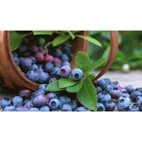 3 Blueberry Plant Collection