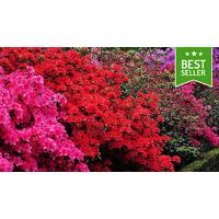 3 x Japanese Azalea Evergreens - Rainbow Collection