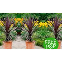 3 Cordyline Purple Tower Plants with FREE P&P