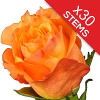 30 orange roses