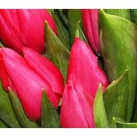 30 Pink Tulips in a Vase