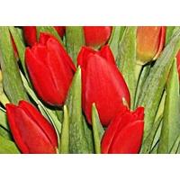 30 Red Tulips in a Vase