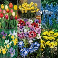 300 Spring Flowering Bulb Offer in 8 varieties