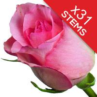 31 Pink Roses