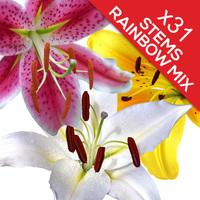31 Classic Mixed Lilies