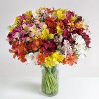 32 British Alstroemeria - flowers