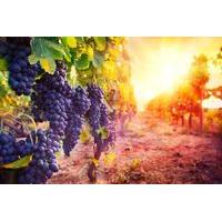 33 for a vineyard tour and tasting session for two people from activit ...
