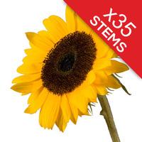 35 Classic Sunflowers