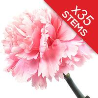35 Classic Pink Carnations