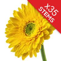 35 classic yellow gerberas