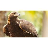 35% off Eagle Handling Day for Two
