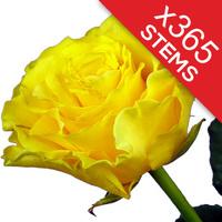 365 Yellow Roses