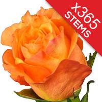 365 Orange Roses