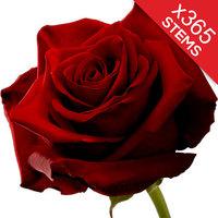 365 Red Roses