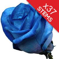 37 Blue Roses
