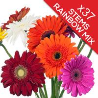 37 Classic Mixed Gerberas