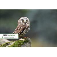 39 instead of 90 for a bird of prey experience and cream tea for two p ...