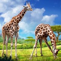3d Giraffes Fridge Magnet - Novelty