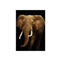 3d Portrait Elephant Magnet - Novelty