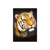3d Fm Portrait Tiger