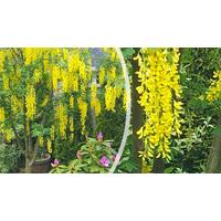 3ft Golden Rain Tree - Voss Laburnum