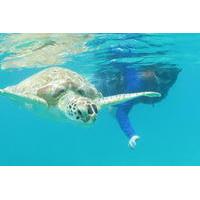 4-Hour Kayak and Sea Turtle Snorkel with Beach Break