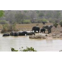 4-Day Wildlife Safari in Mole National Park from Accra