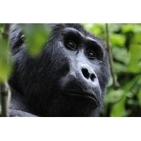 4-Day Fly-In Gorilla Tracking Safari from Entebbe
