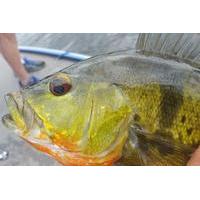 4-hour Miami Peacock Bass Fishing Trip