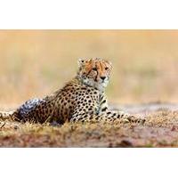 4 day etosha highlights guided tour from windhoek