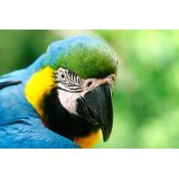 4-Day Jungle of Peru Tambopata Nature Reserve